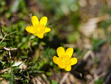 Mountain buttercup (Ranunculus montanus agg.), Berchtesgaden National Park, Halsalm, Ramsau,