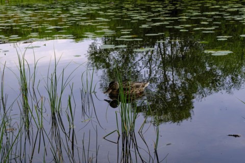 Young mallard on Lake Helgasjoen in front of the ruins of Kronoberg Castle (Kronobergs slottsruin),