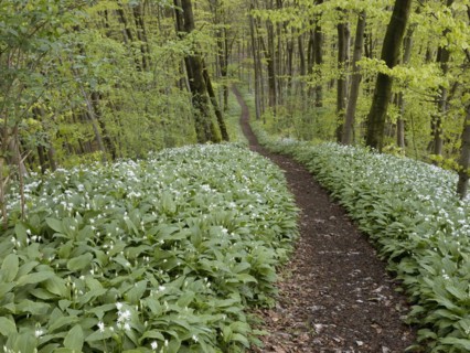 Hiking trail through the ramson (Allium ursinum) in spring through the beech forest, Teutoburg