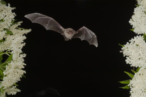 Common bent-wing bat (Miniopterus schreibersii) flying past a flowering elder (Sambucus), Pleven,