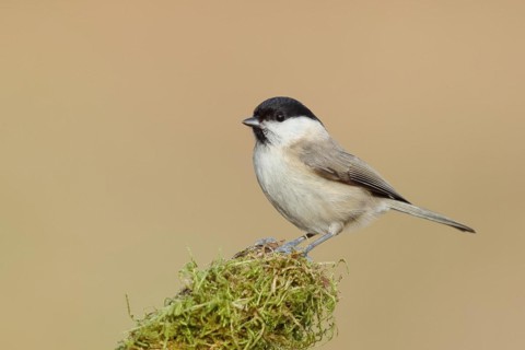Willow Tit (Parus montanus) sitting on a branch covered with moss, Wilnsdorf, North