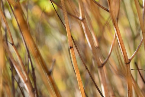 Reynoutria japonica (Fallopia japonica), autumnal plant stems illuminated by sunlight, Moselle,