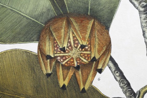 Fruit, balsam tree (Commiphora opobalsamum, Amyris opobalsamum) hand-coloured copperplate engraving