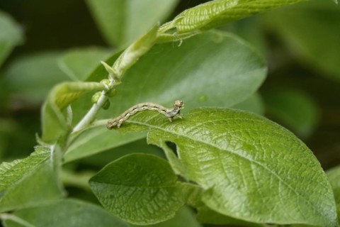Mottled umber (Erannis defoliaria), caterpillar, spring, Germany, Europe