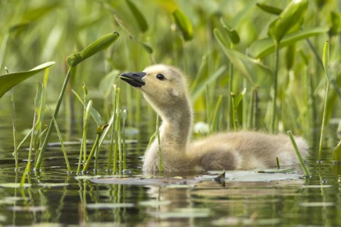 Canada goose (branta canadensis), baby eating leaves of pickerel weeds (pontederia cordata), La