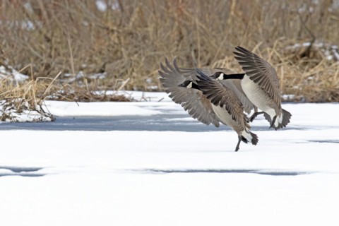 Canada geese (branta canadensis), pair landing on a frozen marsh, Lac Saint-Pierre biosphere