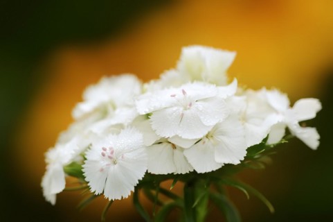 Bearded carnation or garden sweet william (Dianthus barbatus), flowers, ornamental plant, North