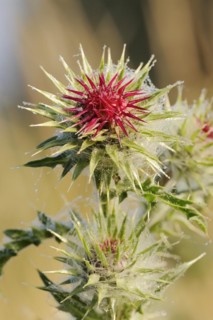 Musk thistle (Carduus nutans), flower, North Rhine-Westphalia, Germany, Europe