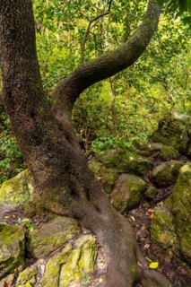 Beautiful tree in the Laurisilva forest of Los tilos de Moya in Doramas, Gran Canaria