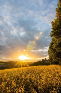 Landscape at sunrise. Beautiful morning landscape with fresh yellow rape fields in spring. Small