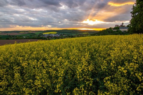 Landscape at sunrise. Beautiful morning landscape with fresh yellow rape fields in spring. Small