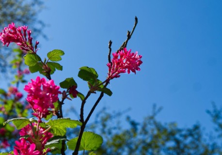 Flower of a rhododendron (Rhododendron hypoglaucum)