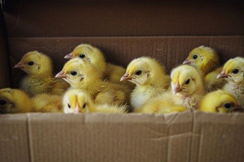 Box full of young chicks KI generiert, generiert, AI generated