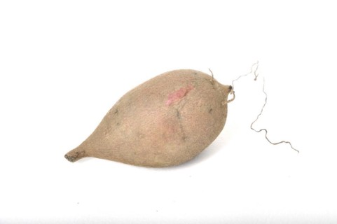 Yacon roots on a white background