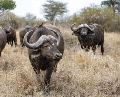 African buffalo (Syncerus caffer caffer) with yellowbill oxpecker (Buphagus africanus), group in