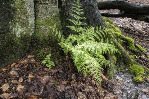 Lady fern (Athyrium filix-femina) at the foot of a copper beech (Fagus sylvatica), Emsland, Lower