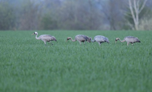Crane (Grus grus), young birds foraging in a cereal field, Lower Saxony, Germany, Europe