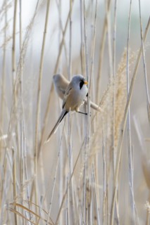 Bearded reedling (Panurus biarmicus), sitting in the reeds, Neusiedler See-Seewinkel National Park,