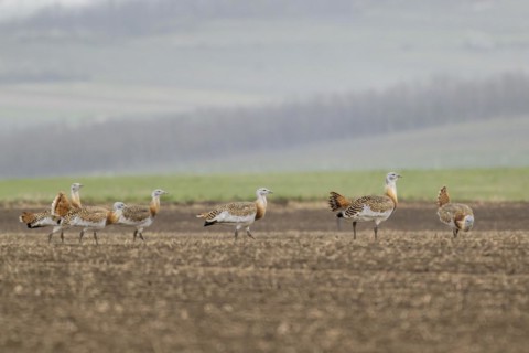 Several great bustards (Otis tarda) in a field, cockerels, Lower Austria, Austria, Europe