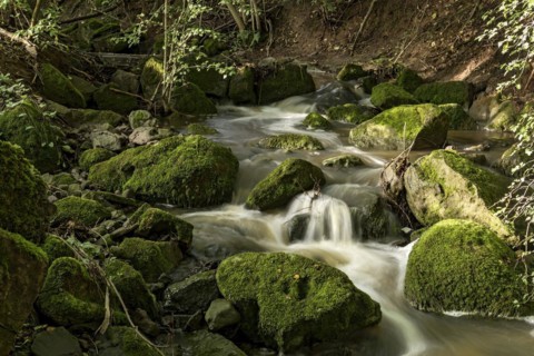 Mountain stream in the forest with mossy basalt rocks, blocks of basalt in the stream bed, Tertiary