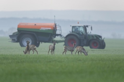 European roe deers (Capreolus capreolus) with winter fur standing in a grain field, tractor with
