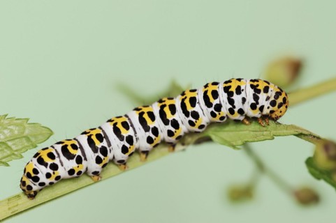 Brown-root monk (Shargacucullia scrophulariae), caterpillar, North Rhine-Westphalia, Germany,