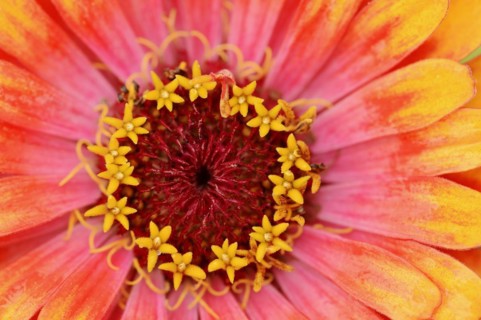 Zinnia 'Sombrero' (Zinnia elegans, Zinnia violacea), detail of flower, ornamental plant, North