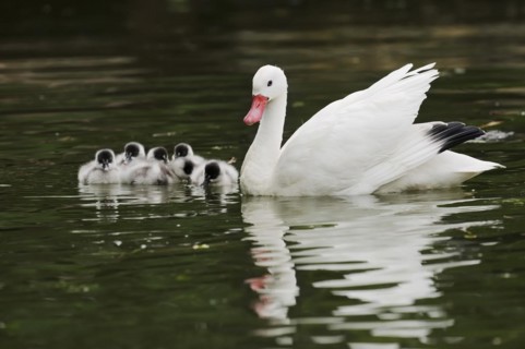 Coscoroba swan (Coscoroba coscoroba) with chicks, captive, occurring in South America