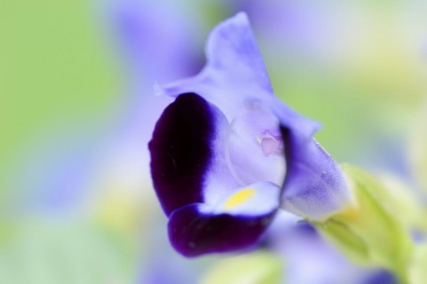 Bluewings (Torenia fournieri), flower, native to Vietnam, ornamental plant, North Rhine-Westphalia,