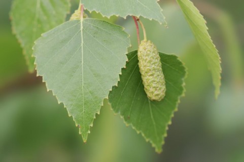 Silver birch (Betula pendula, Betula alba, Betula verrucosa), leaves and inflorescence, North