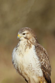 Steppe buzzard (buteo buteo), light-coloured variant, light morph, side view, animal portrait,