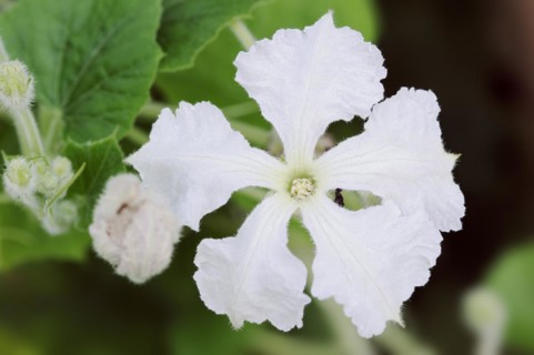 Calabash (Lagenaria siceraria), flower, North Rhine-Westphalia, Germany, Europe