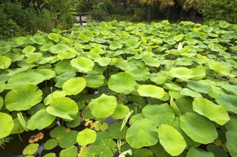 Buds and leaves of white lotus (Nelumbo) in the Parc Floral et Tropical de la Court d'Aron, Saint
