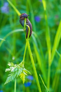 Round back slug (Arionidae) eating on a plant stem on a meadow in the summer