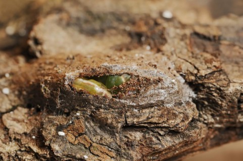 Sallow kitten moth (Furcula furcula), caterpillar building cocoon, North Rhine-Westphalia, Germany,