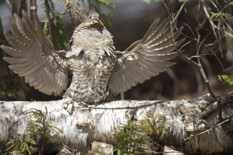 Ruffed grouse (Bonasa umbellus), male drumming to chase other male and to attract females, La