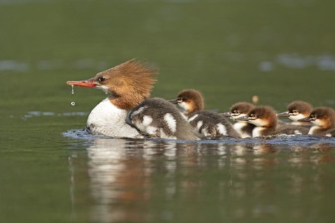 Common mergansers (mergus merganser), female swimming and carrying babies on her back, La Mauricie