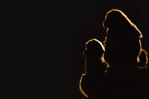 Djelada or gelada baboon (Theropithecus gelada), female in backlight, captive, occurrence in