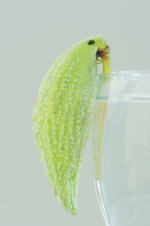 Common milkweed (Asclepias syriaca), fruit as a decorative parrot on a wine glass