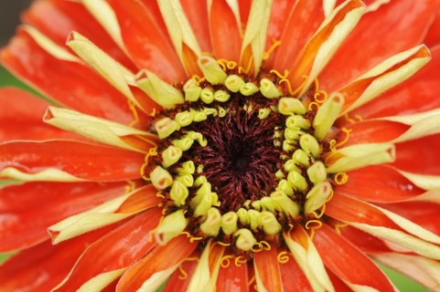 Zinnia (Zinnia elegans, Zinnia violacea), detail of flower, ornamental plant, North