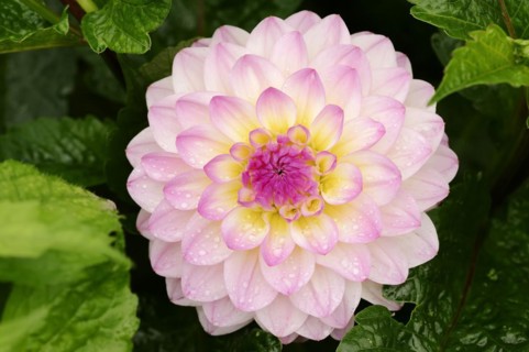 Decorative dahlia 'El Paso' (Dahlia Hybride), flower, ornamental plant, North Rhine-Westphalia,