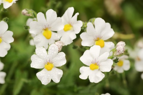 Elf mirror 'Sunsatia Plus' (Nemesia Fruticans-Hybride), flowers, ornamental plant, North