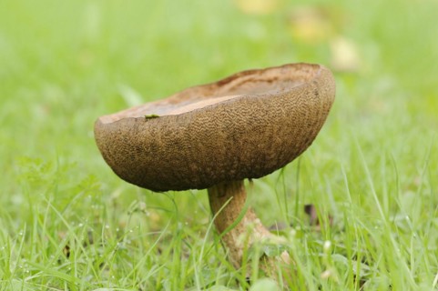 Common birch mushroom or birch bolete (Leccinum scabrum, Boletus scaber), North Rhine-Westphalia,