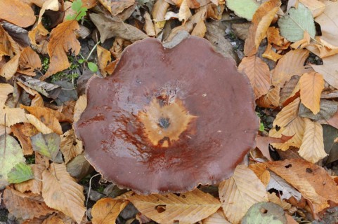 Chestnut-brown stem porling or black-red porling (Picipes badius, Polyporus badius), autumn, North