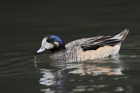 Chilean wigeon or Chilean wigeon (Anas sibilatrix, Mareca sibilatrix), captive, occurring in South