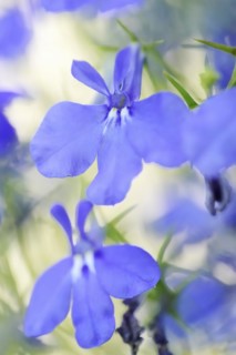 Male lobelia or blue lobelia (Lobelia erinus), flowers, ornamental plant, North Rhine-Westphalia,