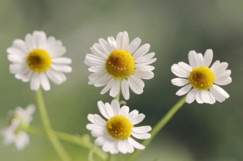 Chamomile (Matricaria recutita, Matricaria chamomilla), flowers, medicinal plant, North