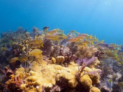 School of fish over star coral (Montastraea cavernosa), dive site John Pennekamp Coral Reef State