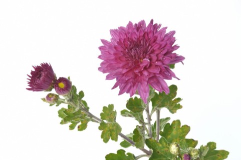 Pink chrysanthemum on a white background
