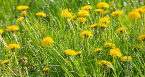 Many yellow flowers of dandelion, dandelion, buttercup, common dandelion (Taraxacum ruderalia)